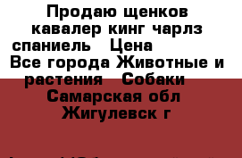 Продаю щенков кавалер кинг чарлз спаниель › Цена ­ 40 000 - Все города Животные и растения » Собаки   . Самарская обл.,Жигулевск г.